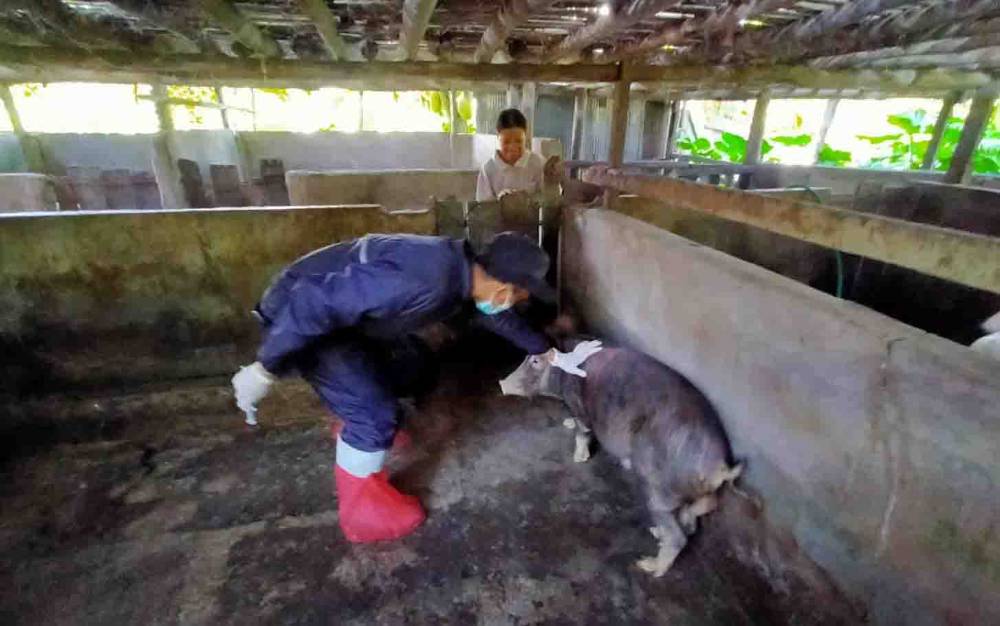 Pengendalian Demam Babi Afrika Terus Diupayakan di Kalteng