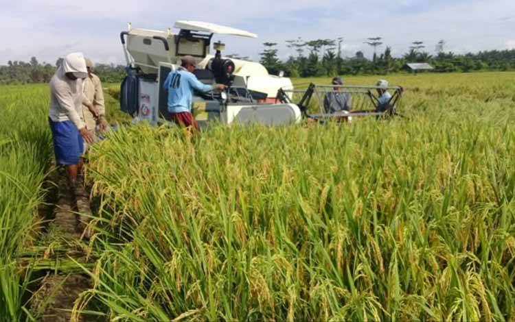 Hasil Panen Food Estate Pulang Pisau Memuaskan