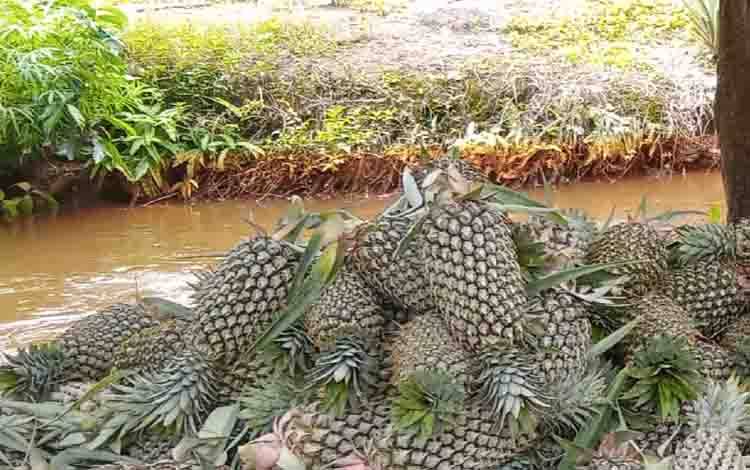 Permintaan Terus Meningkat, Tapi Petani Nanas di Desa Mintin Banyak yang Kosong