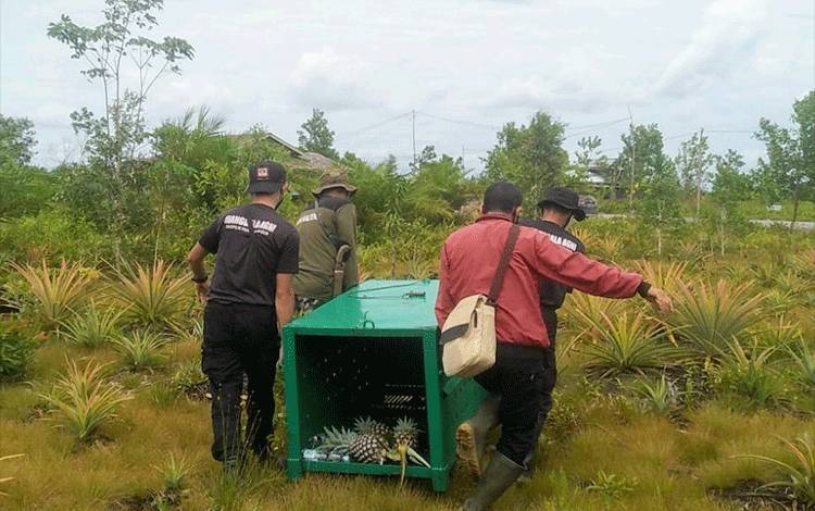 Perangkap Dipindah, Beruang Masih Berkeliaran Sekitar Samekto Barat Sampit