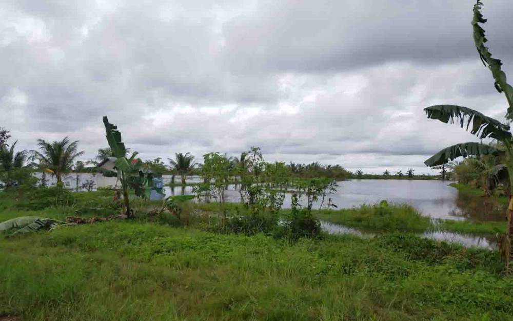 DKPP Dorong Petani Seruyan Kembangkan Tanaman Padi Organik