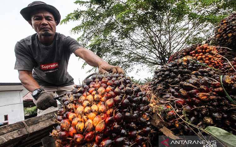 Harga CPO masih Terus Berfluktuasi