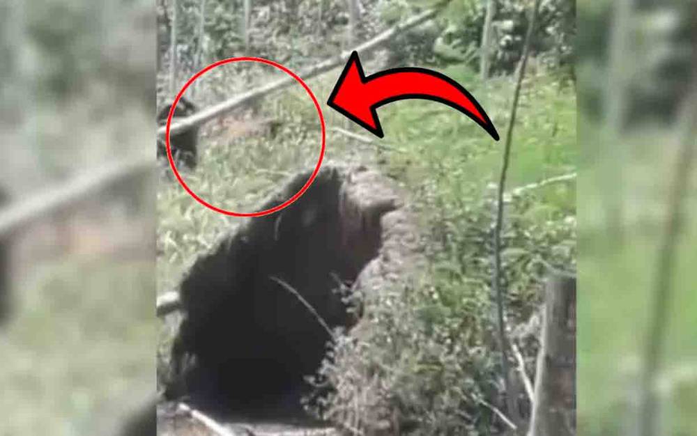 BKSDA akan Selidiki Kemunculan Orangutan Sekitar Belakang Masjid di Desa Jemaras