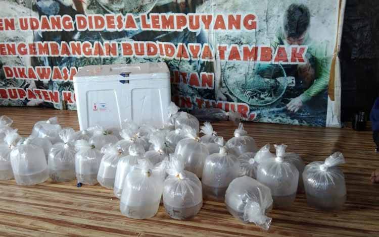 Pemprov Kalteng Berikan Bantuan Benur Udang Windu ke Kotim