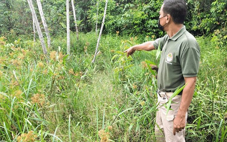 Orangutan di Belakang Masjid di Desa Jemaras Hanya Numpang Lewat, ini Alasannya