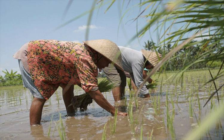 Padi Hibrida Sebagai Solusi Pembangunan Pangan Indonesia