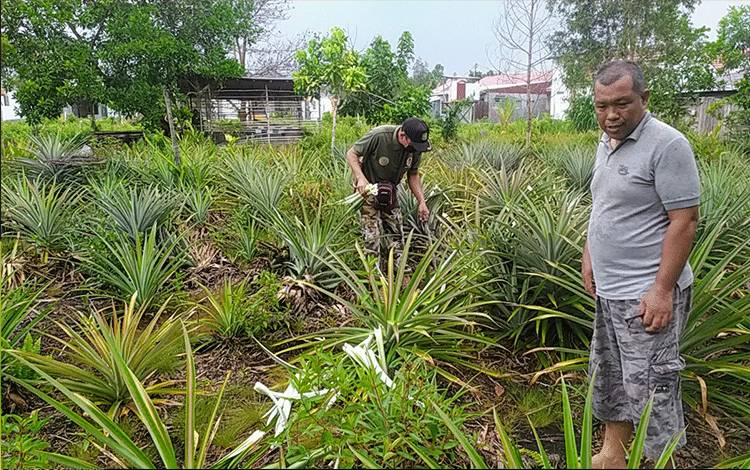 Teror Beruang Makin Masif, BKSDA Pos Jaga Sampit Minta Tambahan Perangkap