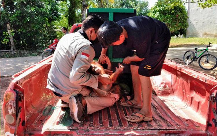 Jojo Diserahkan ke BKSDA, Anak-Anak ini Menangis Sedih