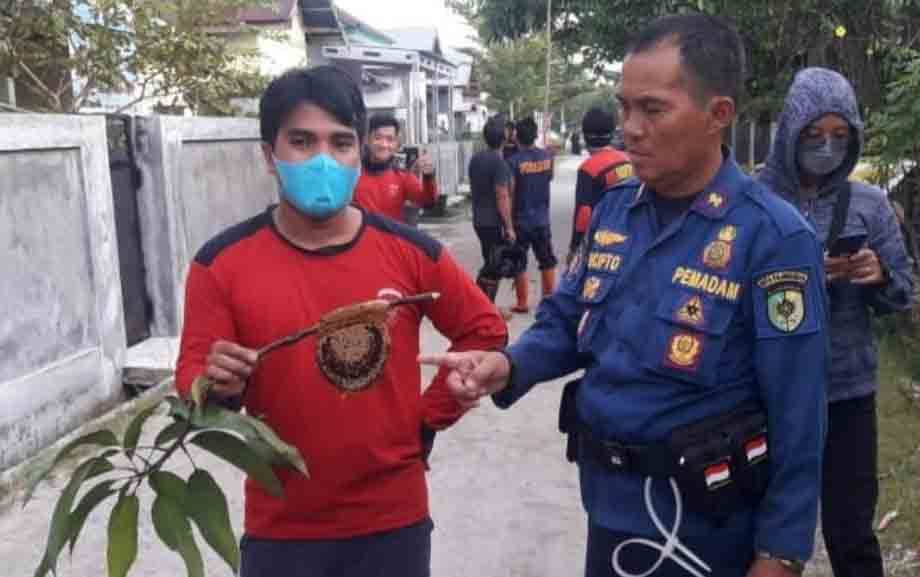 Tawon Lalat Meresahkan Warga, Petugas DPKP Lakukan Evakuasi