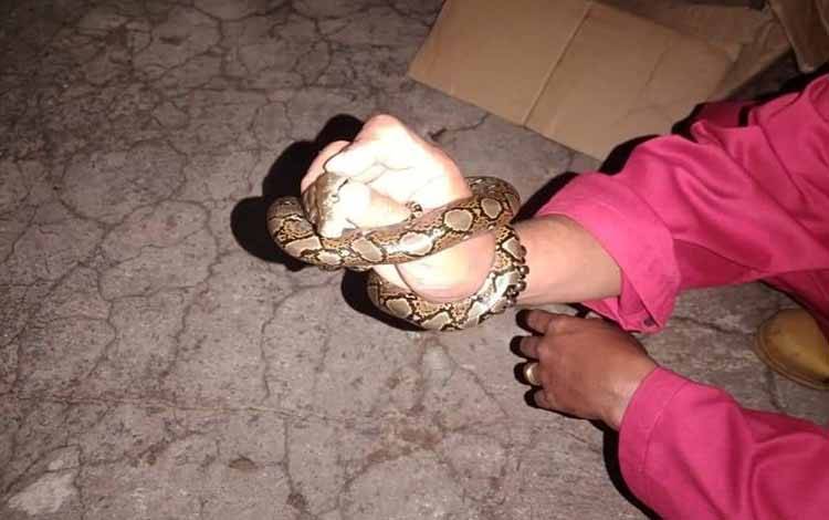Pria di Sampit Ini Terkejut, Pulang ke Rumah Disambut Anak Ular