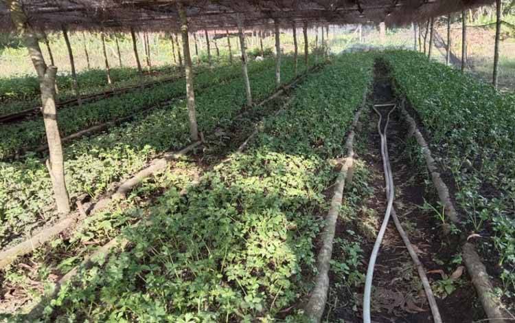 Tahun Ini Kalteng Dapat Target PTSL 92.572 Bidang Sertifikat