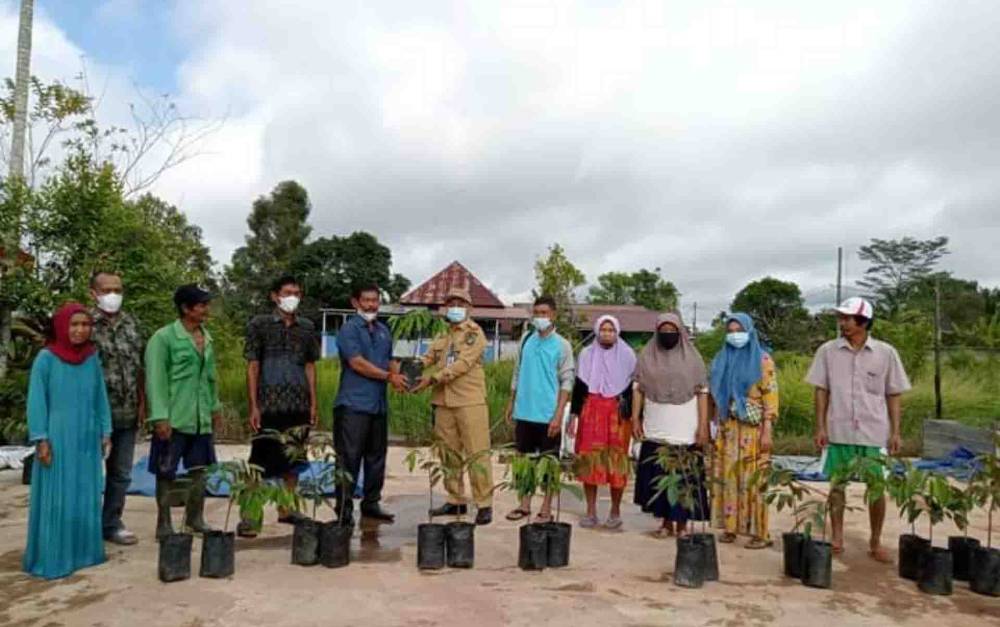 Anggota DPRD Kapuas Ini Bantu Bibit Durian Untuk Warga Kelurahan Selat Utara