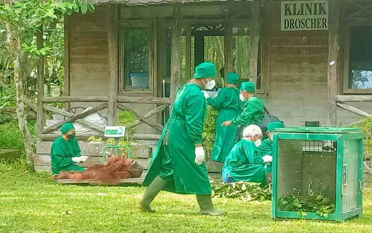 BKSDA Kalteng Bersama BOS Nyaru Menteng Lepasliarkan 8 Orangutan