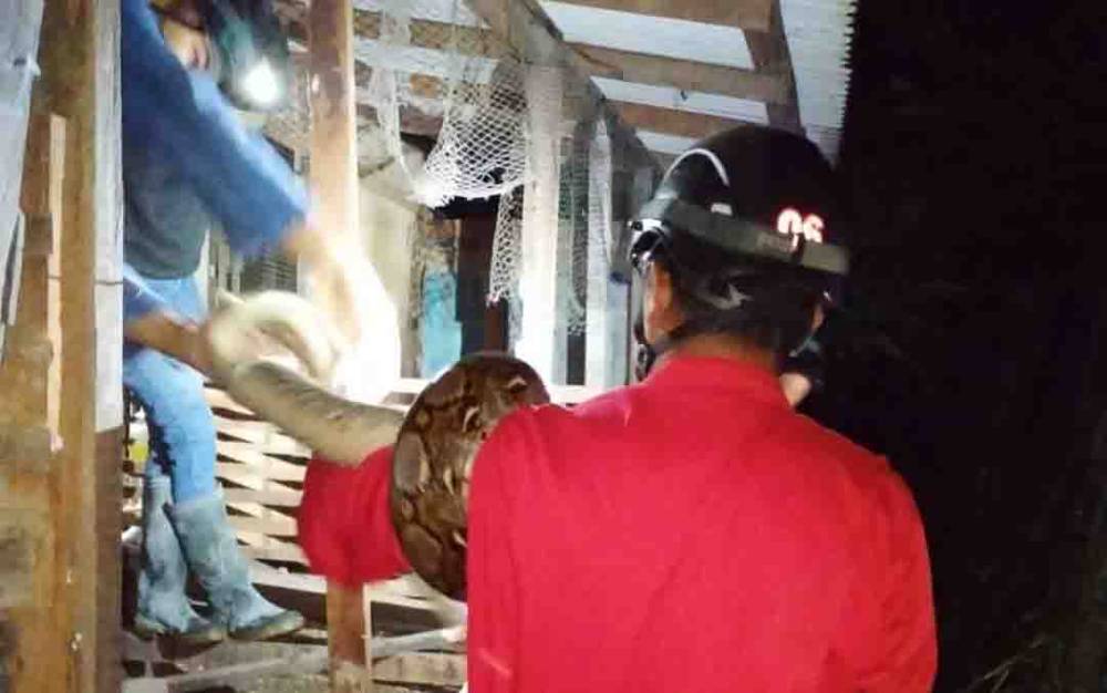 Warga Sampit Pergoki Piton 3 Meter Santap Ayam Kesayangan