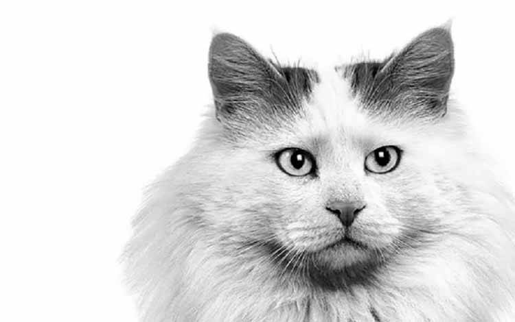 Polisi Tahan Tersangka Penganiaya Kucing