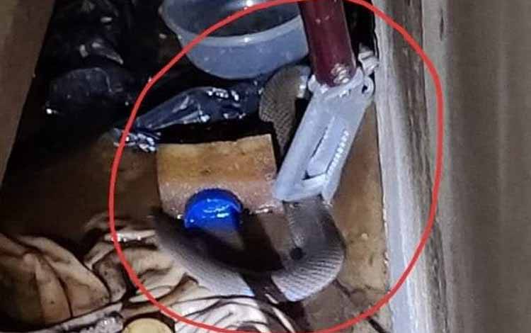 Ular Masuk Rumah Warga Ketapang