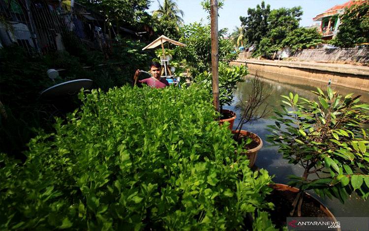 Empat Tips Bercocok Tanam di Halaman Rumah