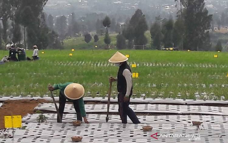 Food Estate Temanggung Kembangkan Bawang Putih dan Bawang Merah