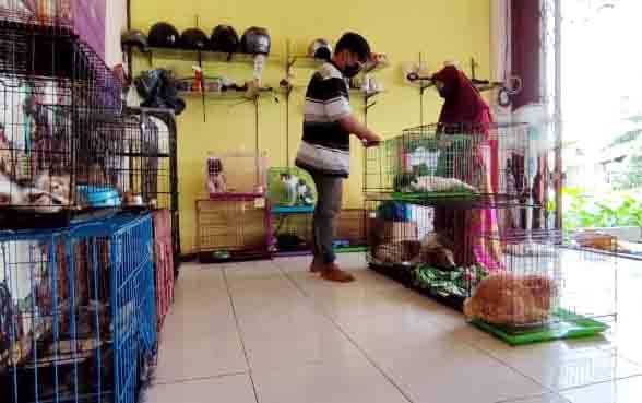 drh Dinda Rahmadi Putri di Paw's Health Vet Clinic saat mengecek kondisi kesehatan hewan yang dititipkan di klinik miliknya.
