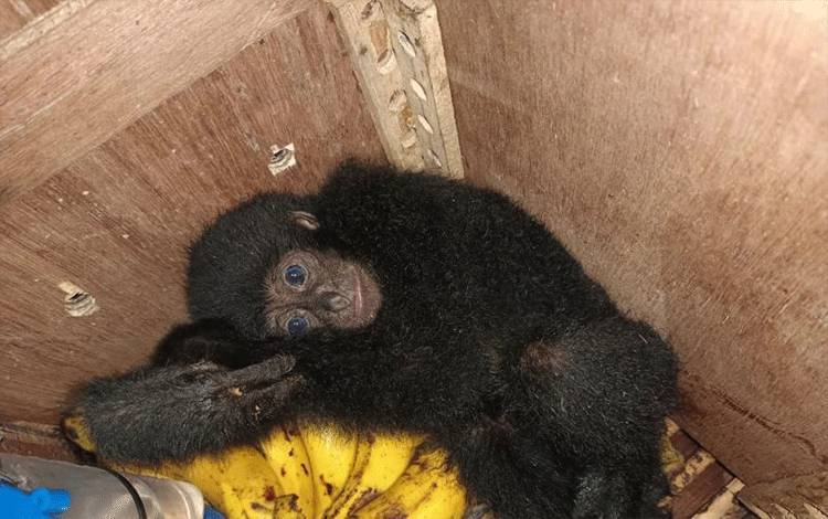 Karantina Pertanian Manado, Kementerian Pertanian bersama Polairud menggagalkan penyelundupan tiga ekor kera ke Tahuna, Kabupaten Kepulauan Sitaro, Sulawesi Utara, menggunakan KM Barcelona II. ANTARA/HO-Karantina Pertanian Manado. (1)