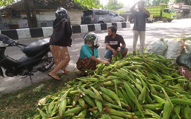 Warga di Sampit Pilih Beli Jagung Lebih Awal, ini Alasannya