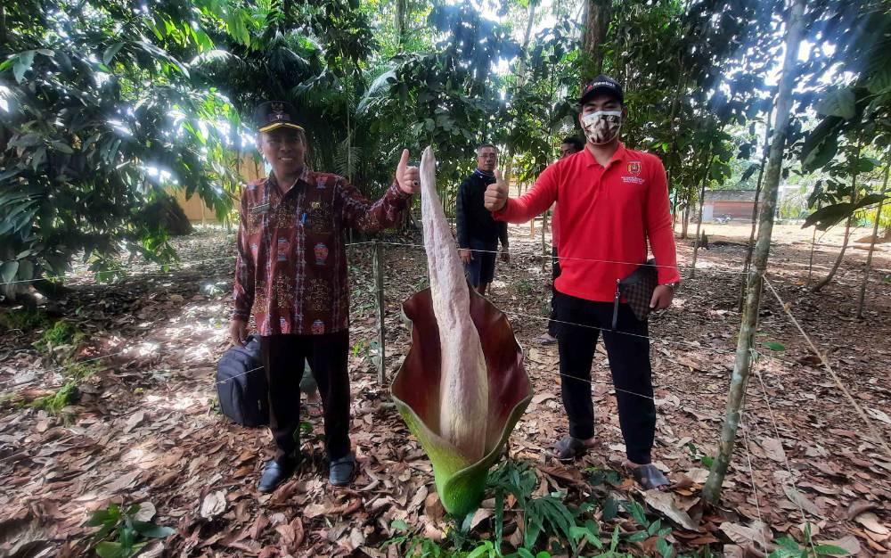 Bunga Bangkai Setinggi 1,5 Meter Ditemukan di Desa Runtu