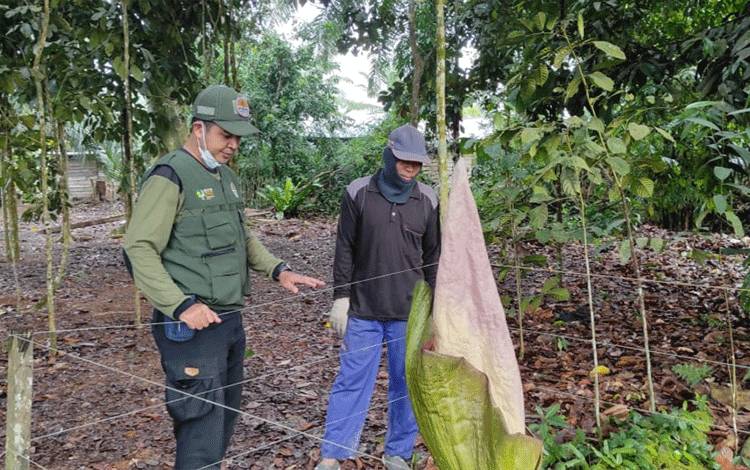 Kemunculan Bunga Bangkai Diharapkan Jadi Daya Tarik Masyarakat Kunjungi Desa Runtu