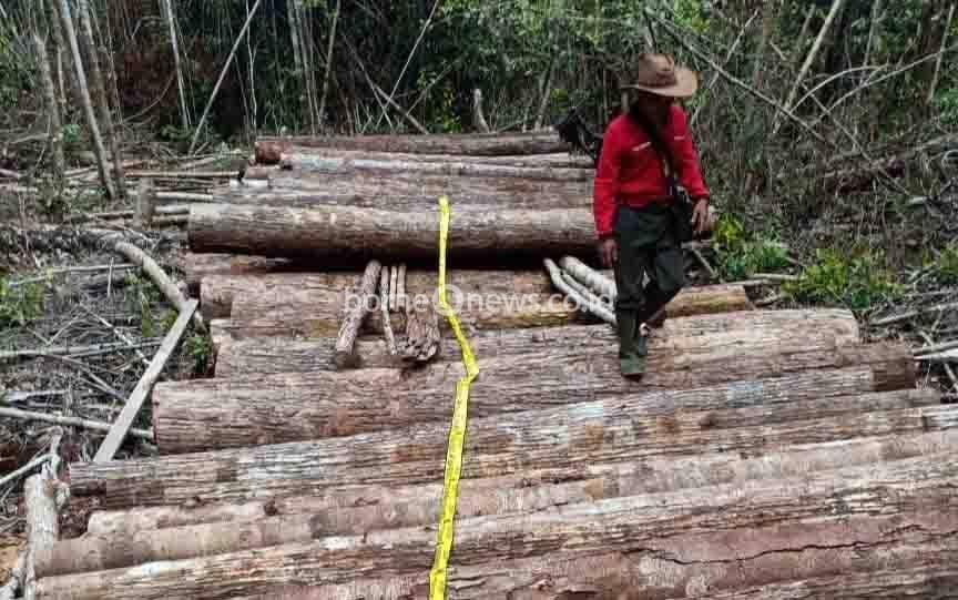 Operasi Wanalaga di Kotim, 6 Tersangka Illegal Logging Diringkus