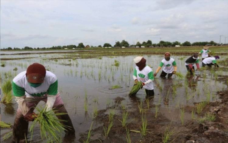 Food Estate Masa Depan di Tengah Laju Alih Fungsi Lahan Pertanian