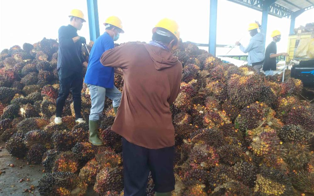 Anggota DPR: Kebijakan DMO dan DPO Bukan Alasan Tekan Harga Sawit
