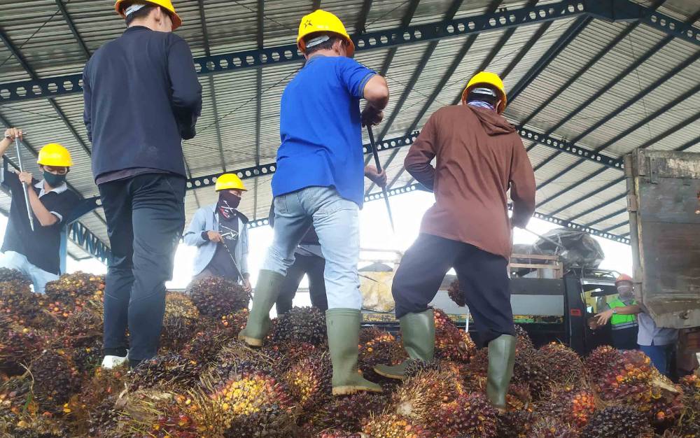 Gapki Perkirakan Konsumsi Sawit Meningkat