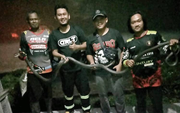 Relawan Gabungan Evakuasi King Cobra Sepanjang 5 Meter di Rumah Warga Desa Puri