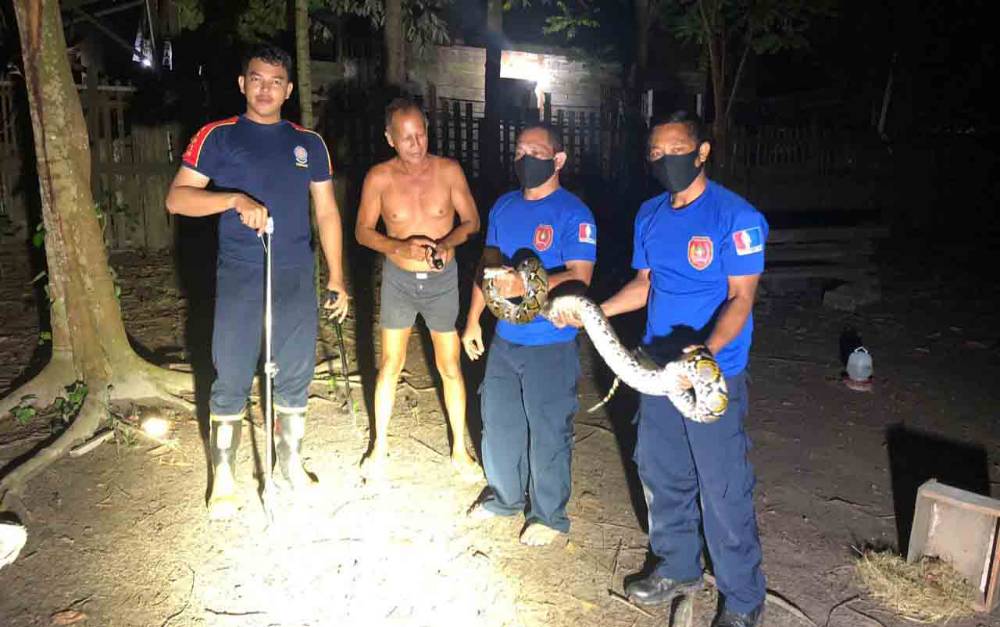 Damkar Kobar Tangkap Ular Piton 3 Meter Masuk Kandang Ayam