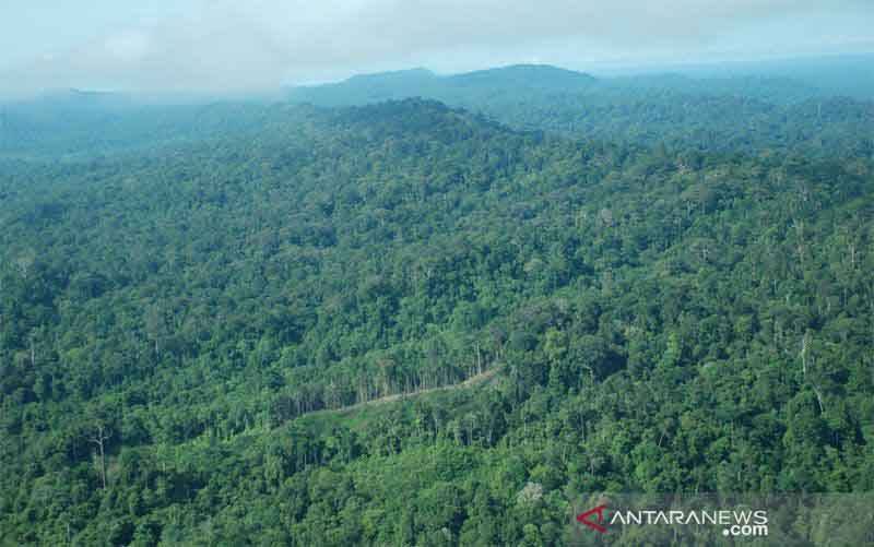 Dishut Kalteng Belum Terima SK Pencabutan Konsesi Kawasan Hutan