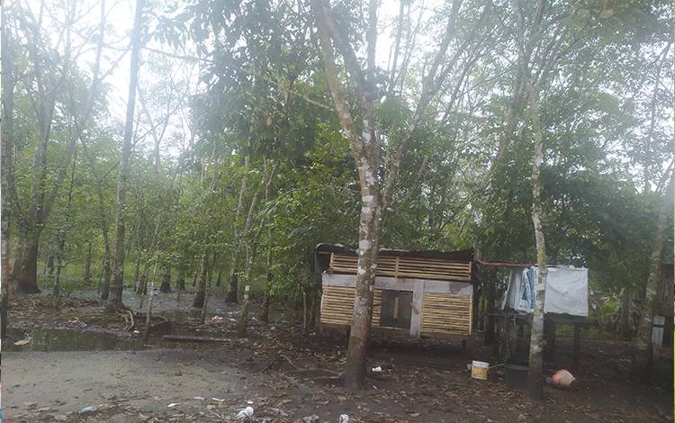 Perawatan Pohon Tua Perlu Jadi Perhatian Ekstra Pemko Palangka Raya