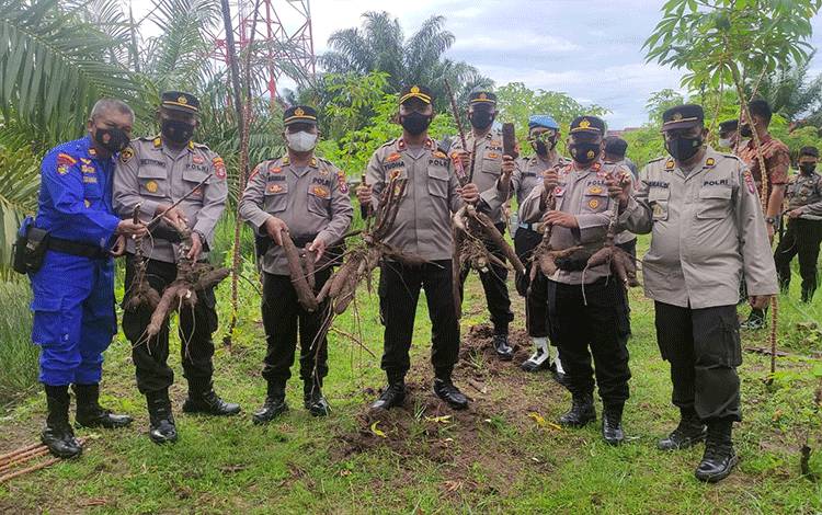 Wakapolres Seruyan Panen Singkong