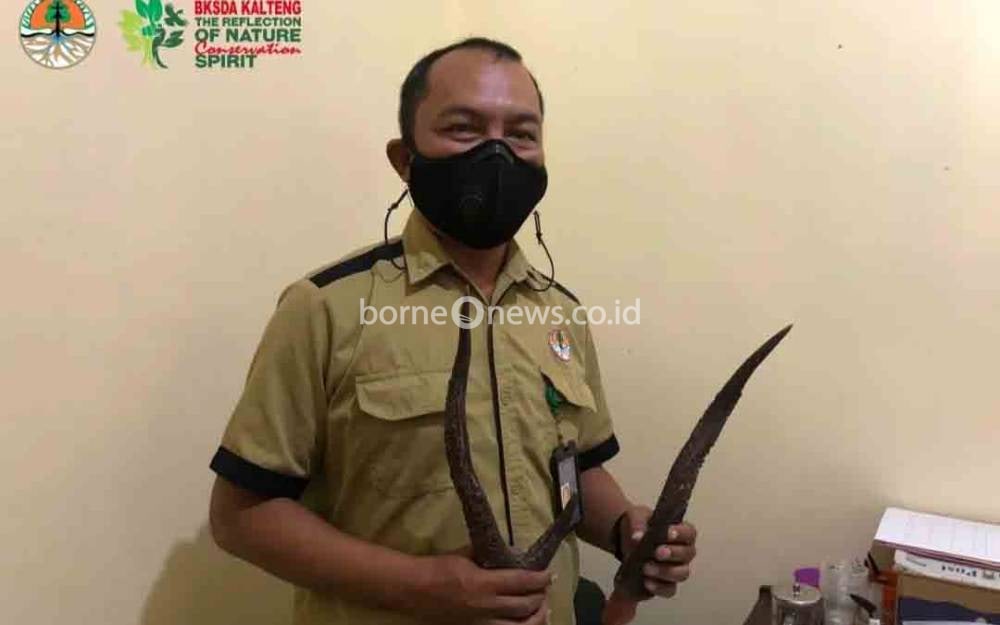Penyelundupan Tanduk Rusa di Bandar Udara Iskandar Pangkalan Bun Digagalkan Petugas