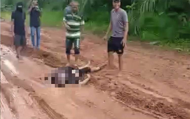 Nahas, Sopir Taksi Meregang Nyawa Setelah Disengat Lebah