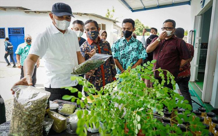 Teten Masduki Dukung Pengembangan Produk Industri Daun Kelor