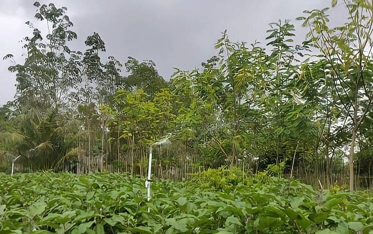 BPP Paju Epat Aplikasikan Alat Penyiraman Otomatis dengan Sensor Suhu dan Kelembaban