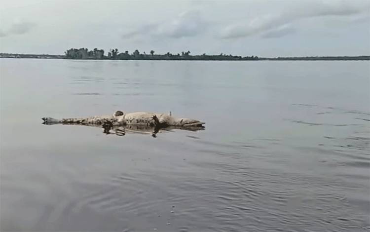 Warga Temukan Bangkai Buaya Hanyut di Sungai Mentaya