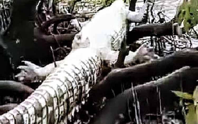 BKSDA Susuri Sungai Mentaya Cari Bangkai Buaya
