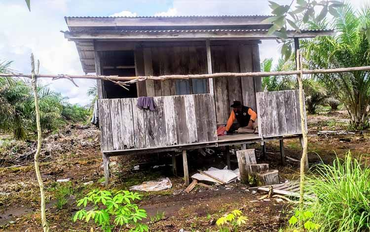 Beruang Perusak Pondok Warga di Lingkar Kota Sampit Masih Dipantau