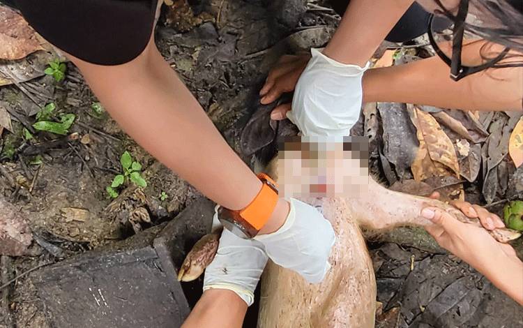Waspada! Demam Babi Afrika Mulai Melanda Beberapa Desa di Barito Timur
