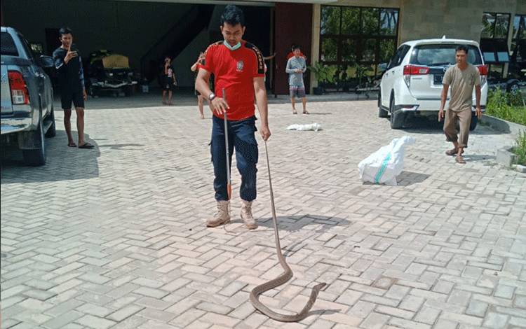 NGERI! King Cobra 2,5 Meter Masuk Kap Mesin Mobil