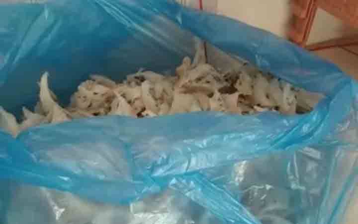 Pembobol Sudah Berhasil Panen 9 Ons Walet