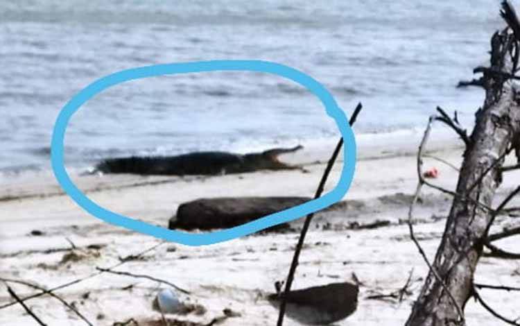 Buaya Muara Muncul di Pesisir Desa Sungai Bakau