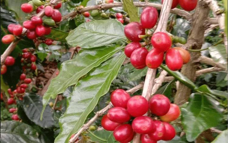 Harga Lelang Kopi Arabica Gayo Rp2,5 Juta per Kilogram