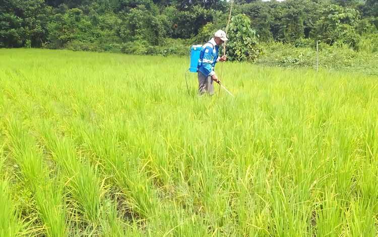 Tanaman padi milik anggota Kelompok Tani Mekar Sari di Desa Luau Jawuk