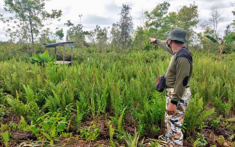 BKSDA Temukan Sarang dan Tanaman yang Dirusak Orangutan di Lingkar Kota Utara